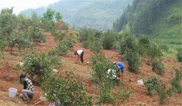 这些油茶树种植技术及管理方法，您都知道吗？ 